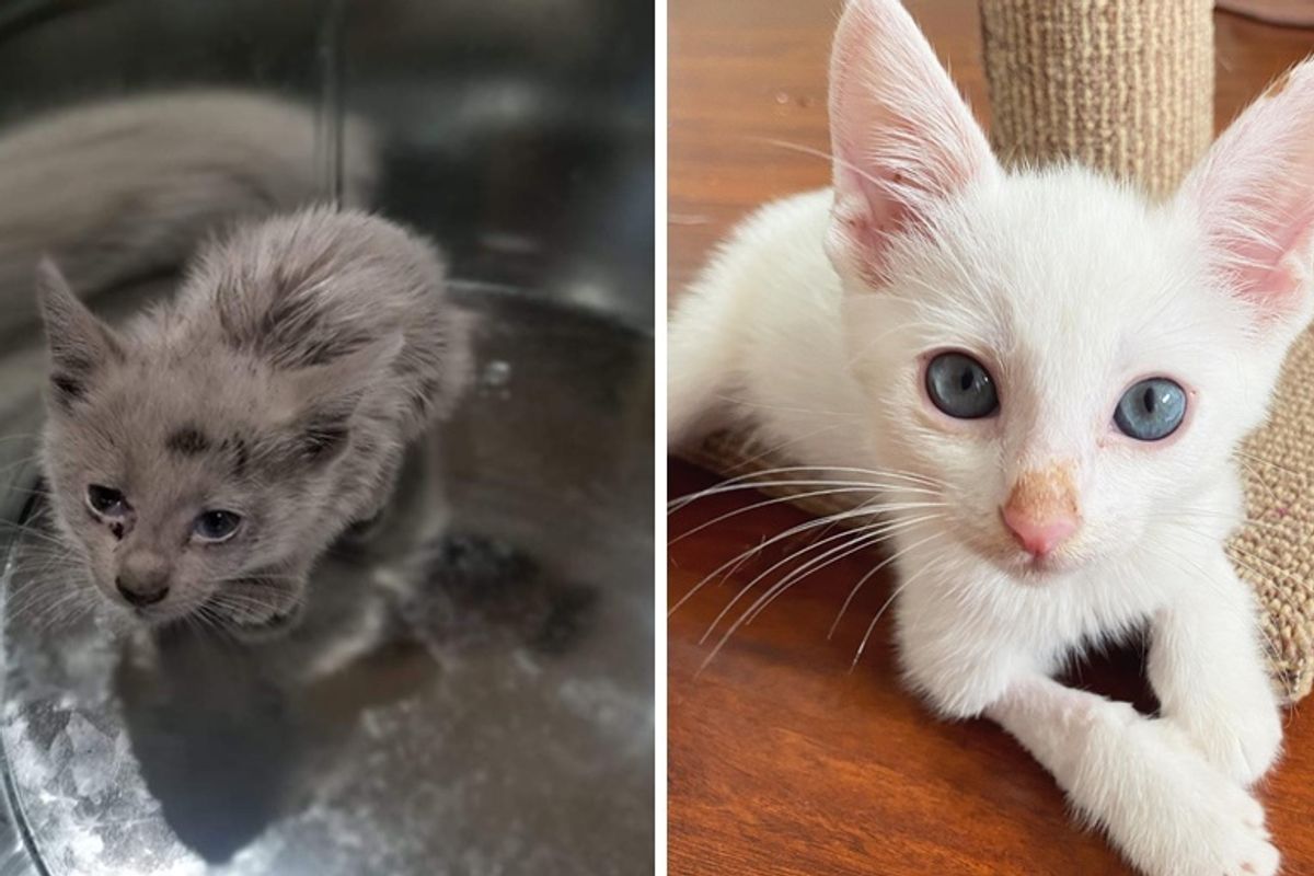 Stray Kitten Found Covered in Oil Reveals His Beautiful Coat and Has His Life Turned Around