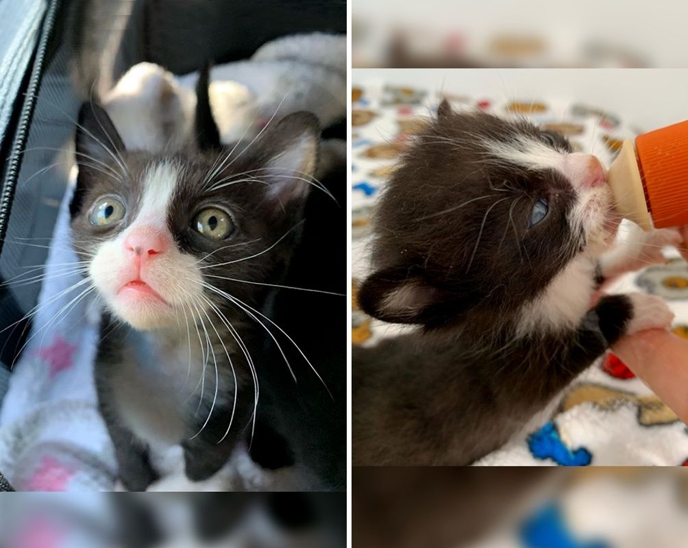 Newborn shops kitten dragging back legs