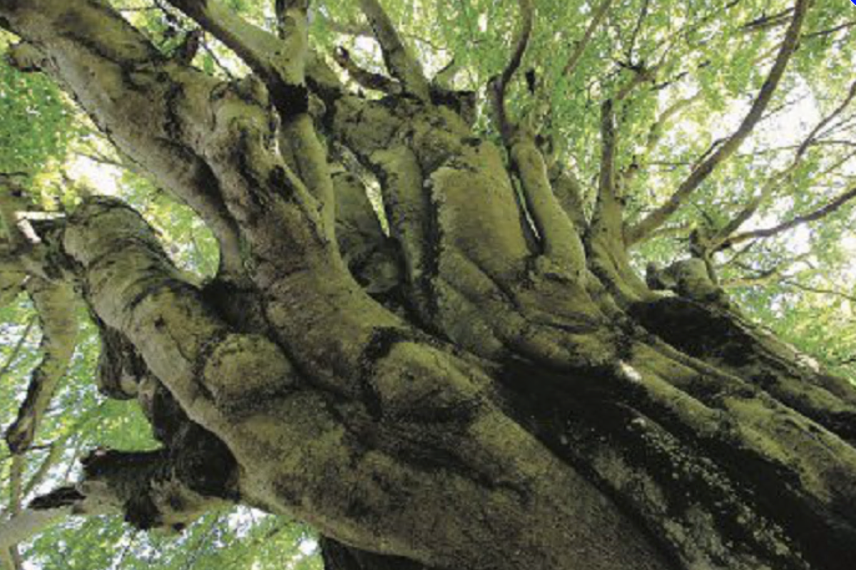 La mano viva di Titano che spunta dalla terra