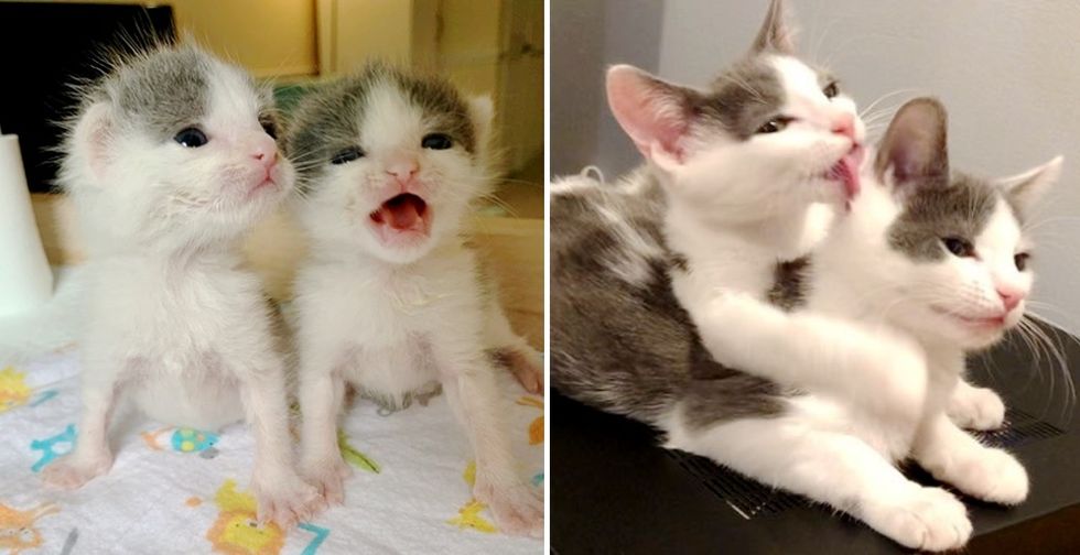 Nearly Identical Kittens Never Leave Each Other's Side After Being Rescued Together