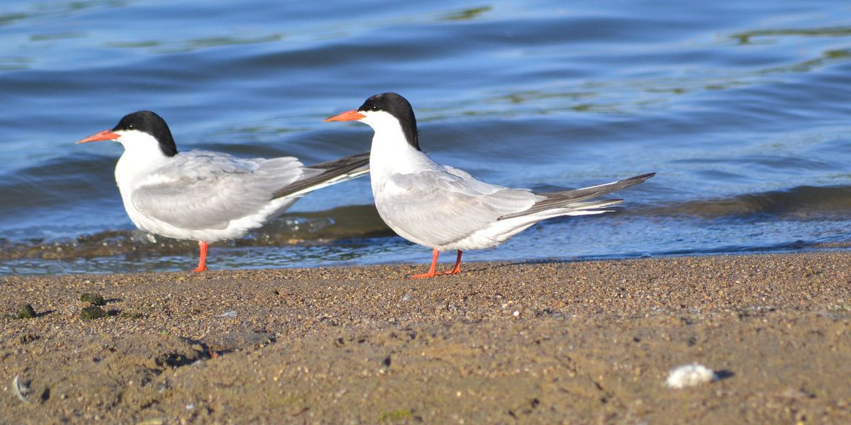 Common terns
