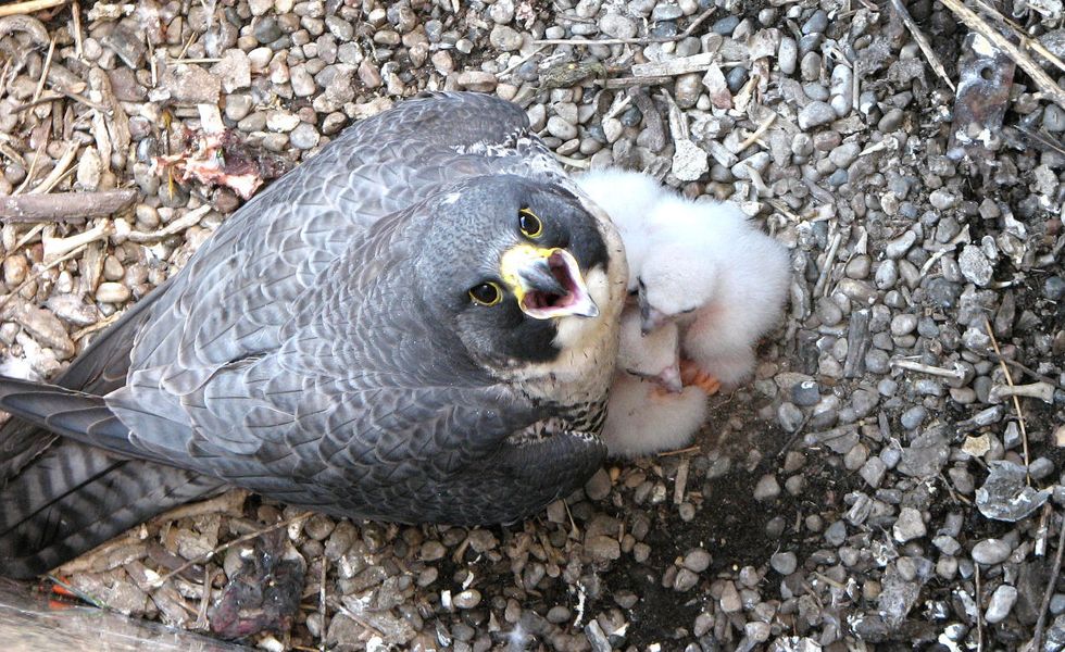 peregrine falcons