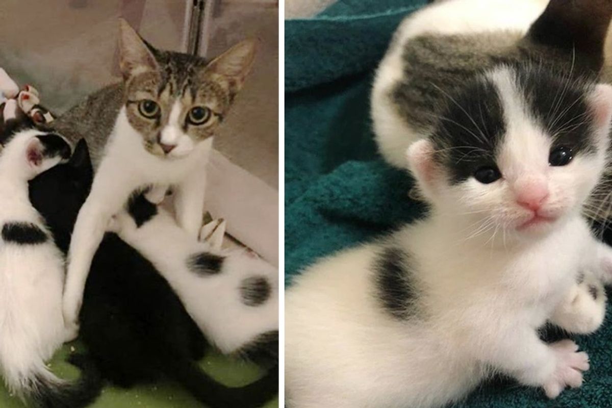 Stray Cat Gets Help for Her Kittens in the Nick of Time So They Can Thrive