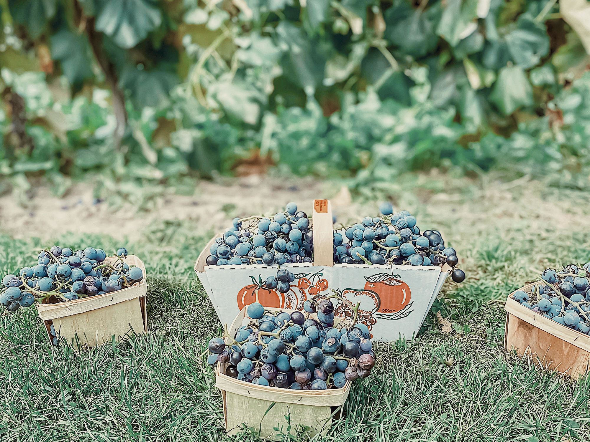 concord grapes are deep purple with a thick skin