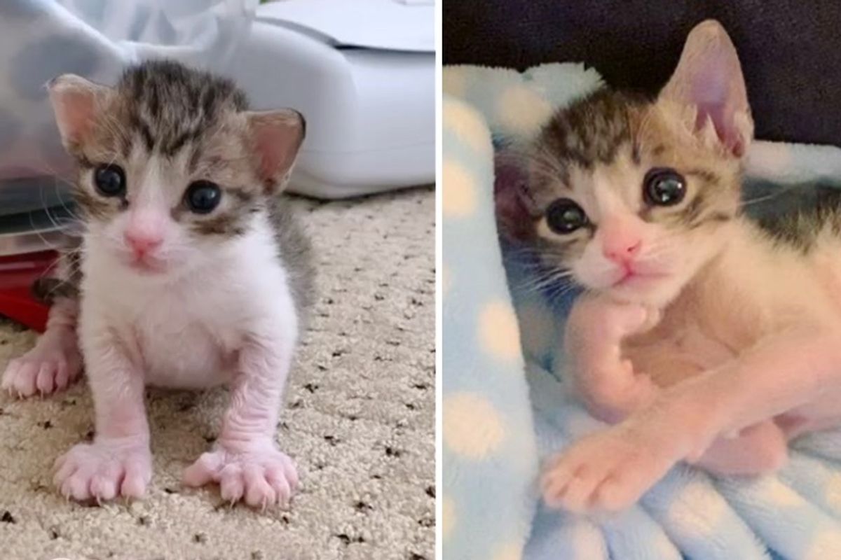 Pint-sized Kitten with Extra Toes is Determined to Thrive After Being Brought Back from the Brink