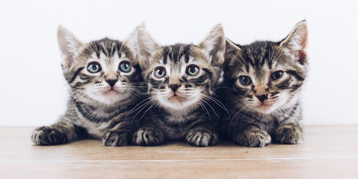 People Share Their Best 'Anyway, Now I Have A Cat' Stories