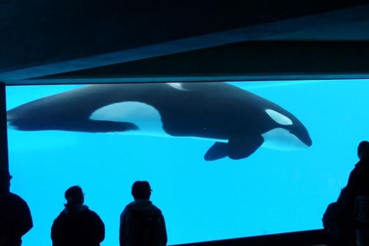 Keeping large mammals in zoos and aquariums damages their brains, scientific research shows