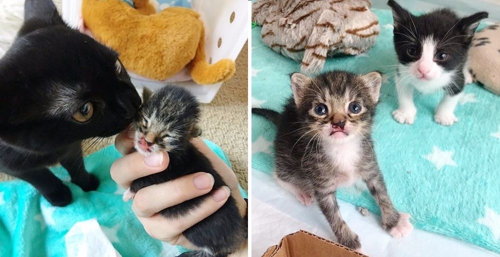 Sweet Kitten Finds Perfect Friend and Hopes to Spend Life Together with