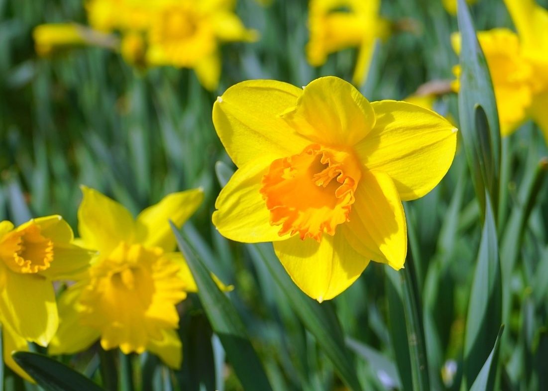 are daffodil flowers poisonous to dogs