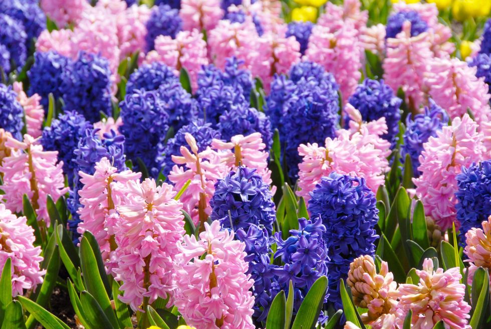 Hyacinth