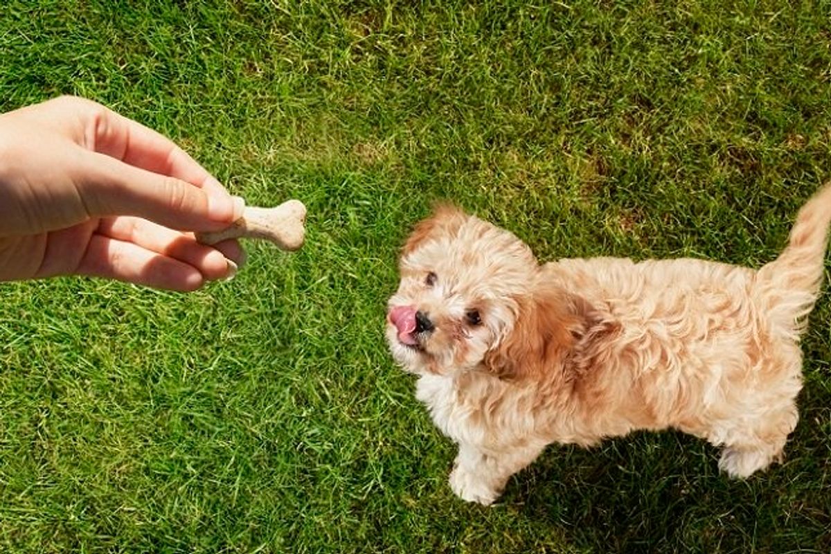Dog treats