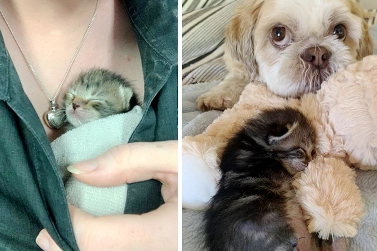 Kitten with 3 Paws and Incredible Will to Live Now Has Nurturing Dog to Help Her Thrive