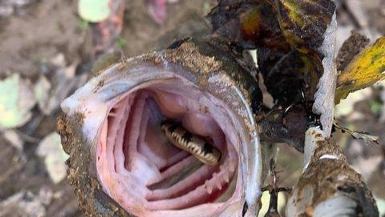 A Tennessee man caught a fish with snake hiding in its mouth, and it's something you can't unsee
