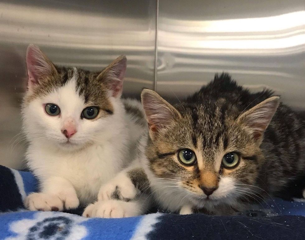 Family Moved into New Home and Found It Came with Kittens in Their Barn ...