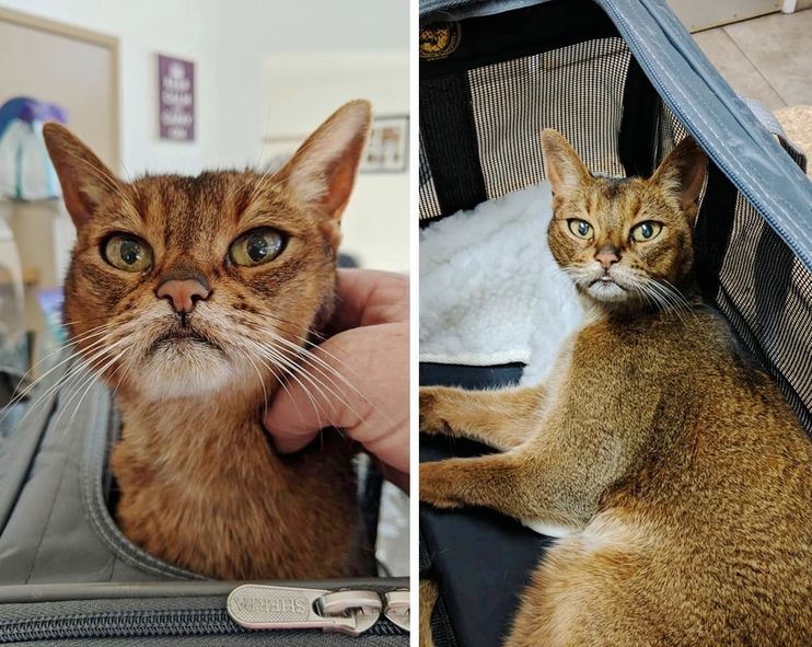 14-year-old rescue cat becomes first feline to join airport