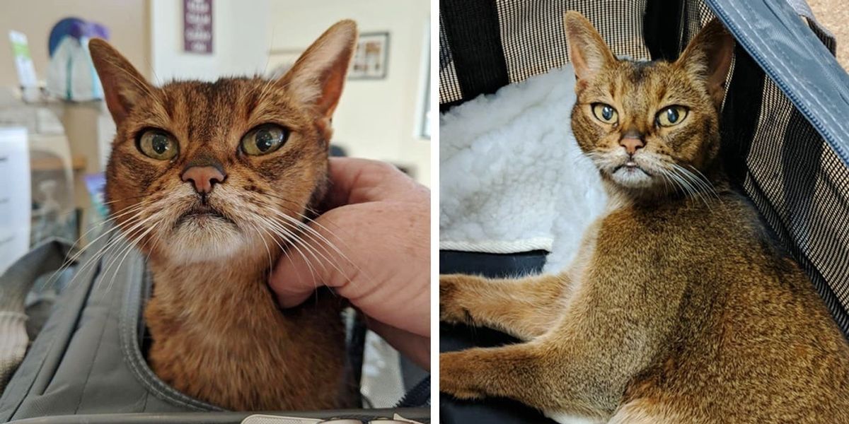 15 Year Old Cat Walks Up To Kind Neighbor For Help After Being Left Outside Love Meow