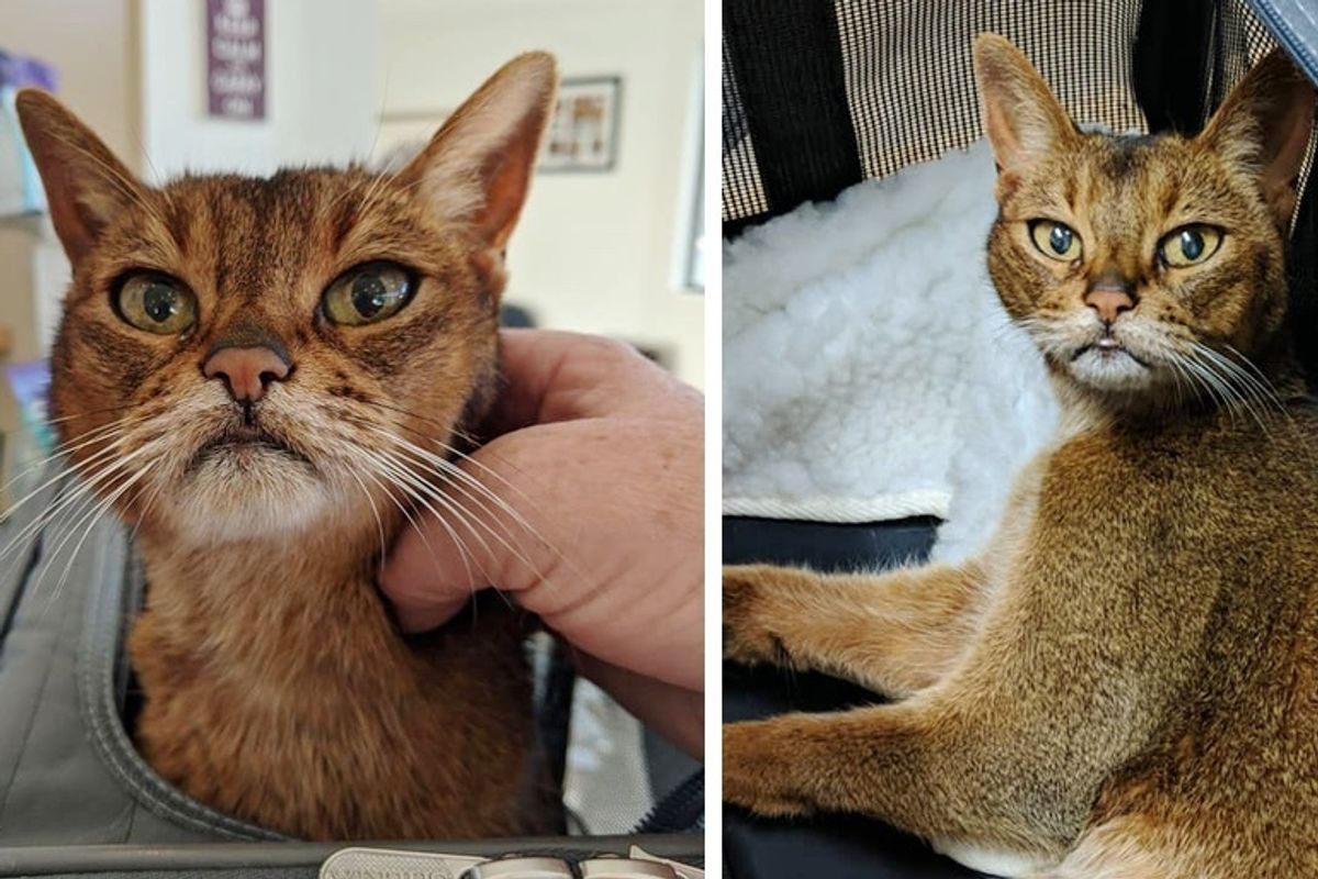 15-year-old Cat Walks Up to Kind Neighbor for Help After Being Left Outside