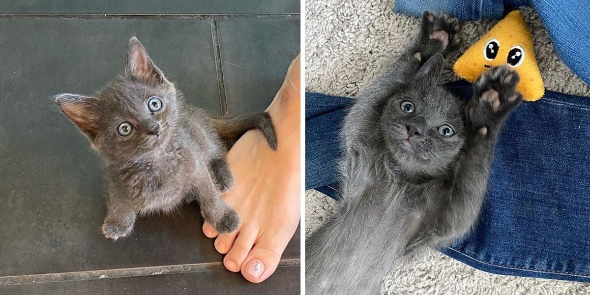 Kitten Bounces Back on Her Three Paws and Turns Out to Be the Sweetest  Companion - Love Meow