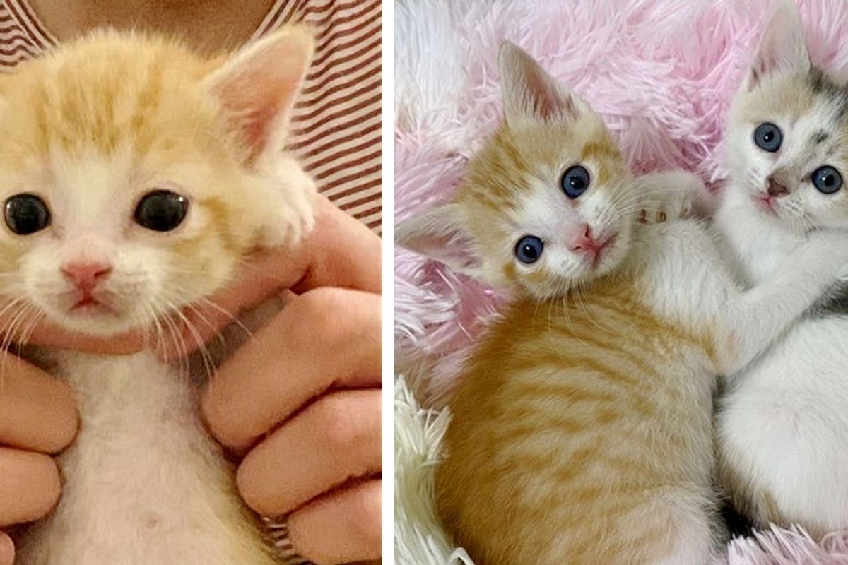 Kittens Found Left Behind in Parking Lot, Have Their Lives Turned Around by Kind Couple