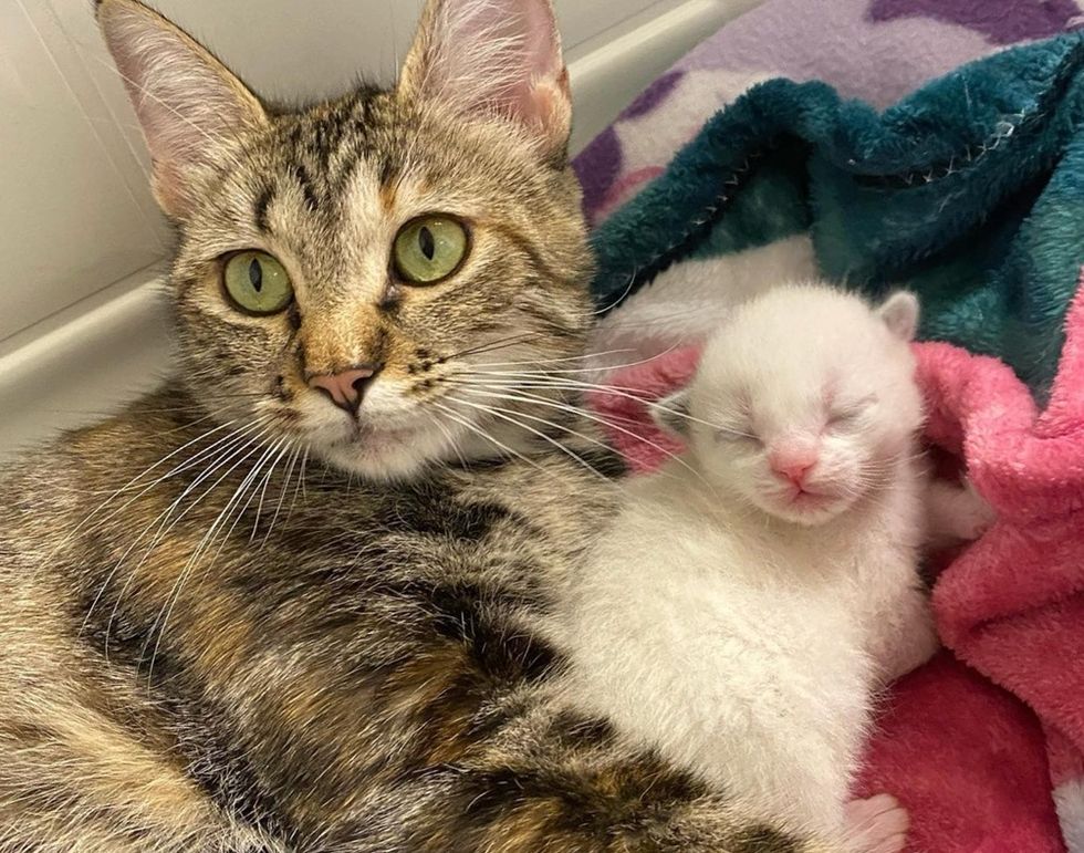 Stray Cat Found Kind Family to Take Her in So Her Kittens Could Have ...