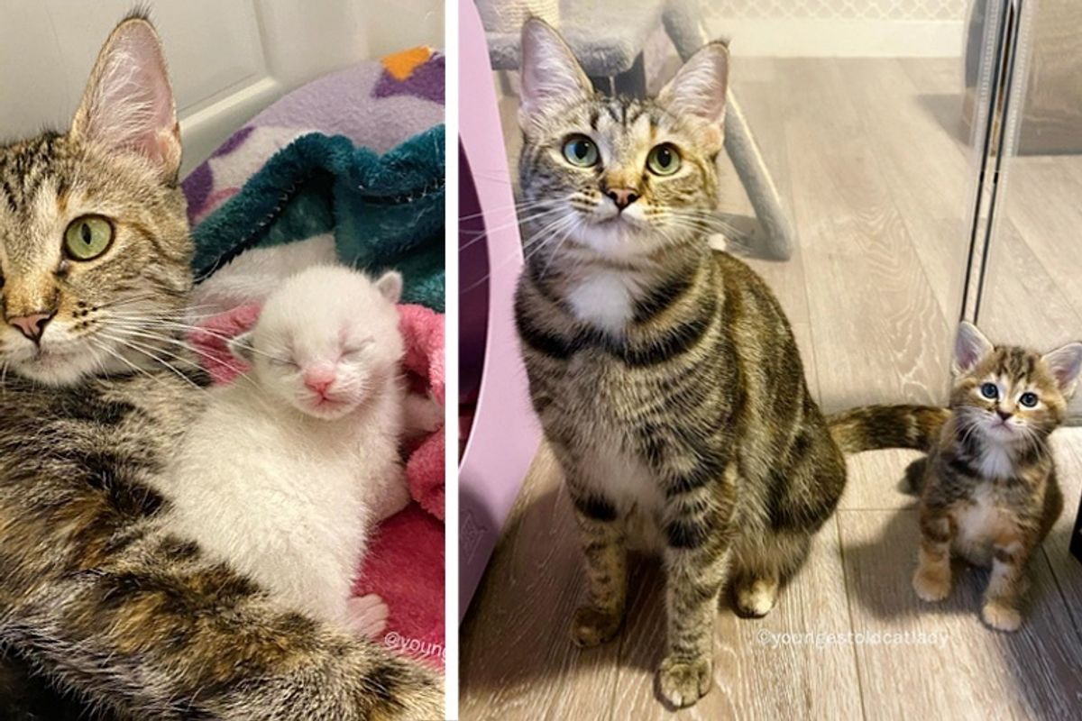 Stray Cat Found Kind Family to Take Her in So Her Kittens Could Have Better Lives