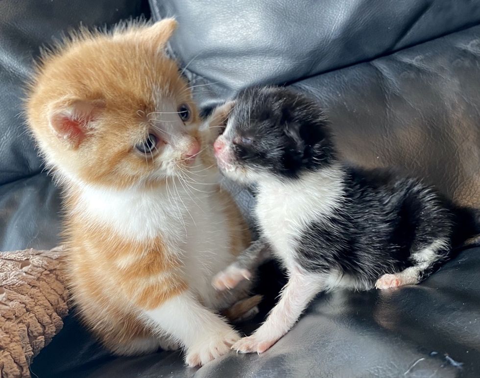 Kitten Found Alone on Street, Takes to Tiny Tuxedo Cat Who Was Rejected ...