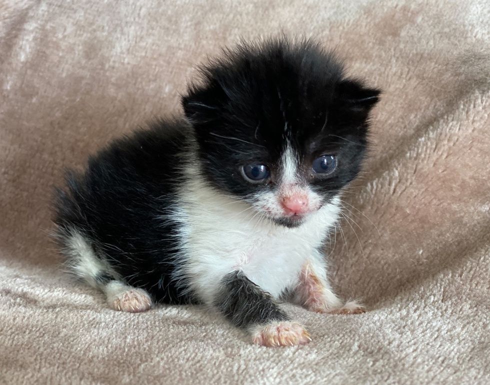 Kitten Found Alone on Street, Takes to Tiny Tuxedo Cat Who Was Rejected ...