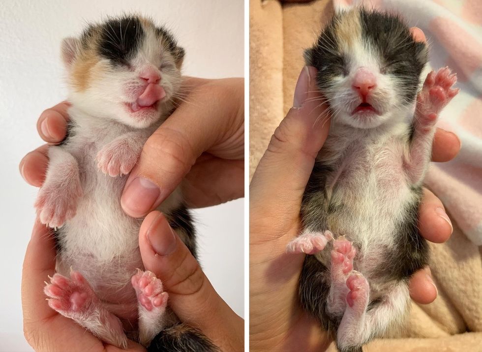 kittens, calico