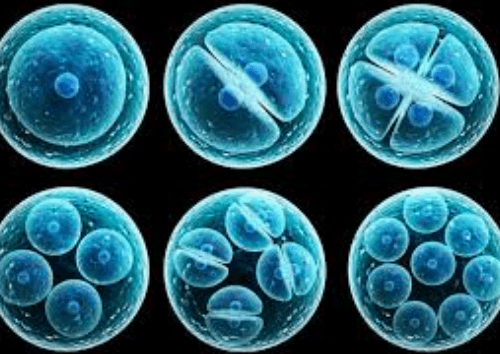 Aborted Stem Cells Produced Trump's 'Miracle Cure' For Covid-19