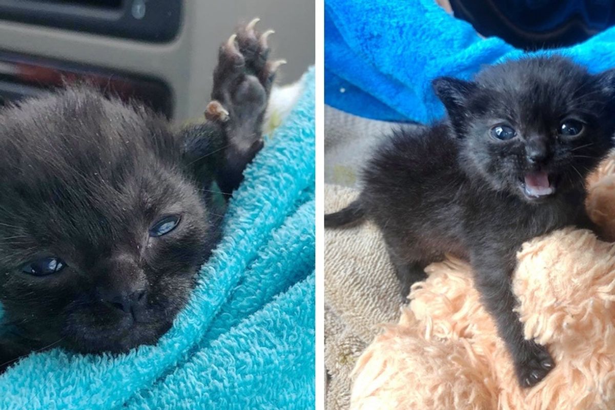 Kitten Found in Corner of Barn Shows Incredible Spirit, Has Her Life Turned Around by Kindness