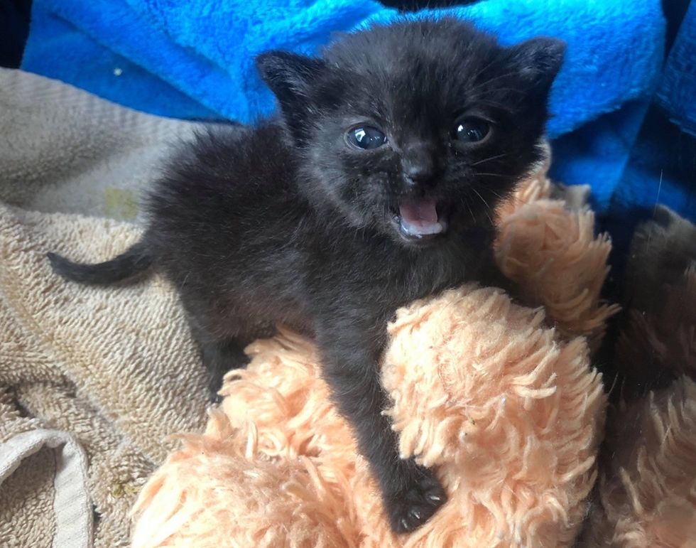 Kitten Found in Corner of Barn Shows Incredible Spirit, Has Her Life ...