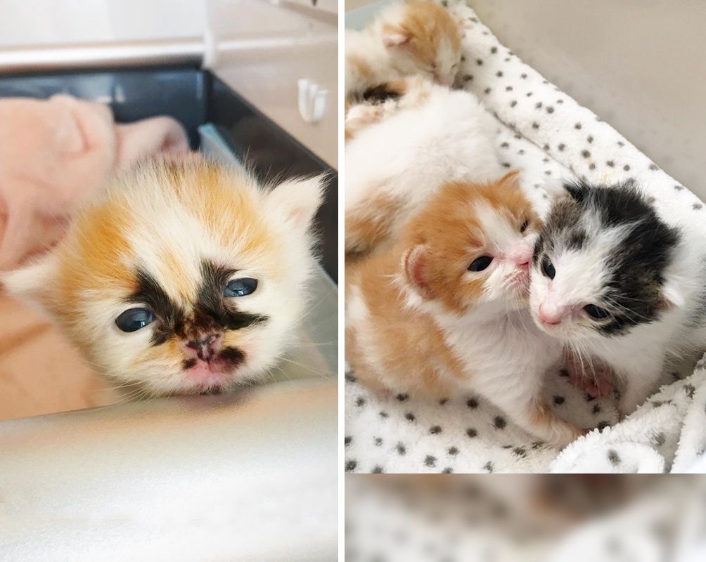 embark genetic testing