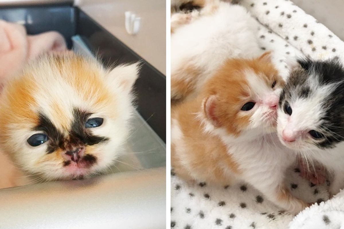 Kittens Brought Back from the Brink by Team of Rescuers, Blossom into Gorgeous Cats