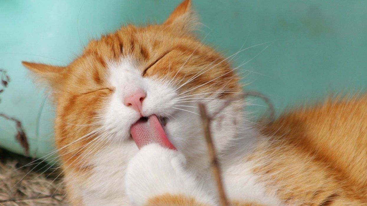 Cat Owners Describe The Funniest Things Their Fur Babies Do