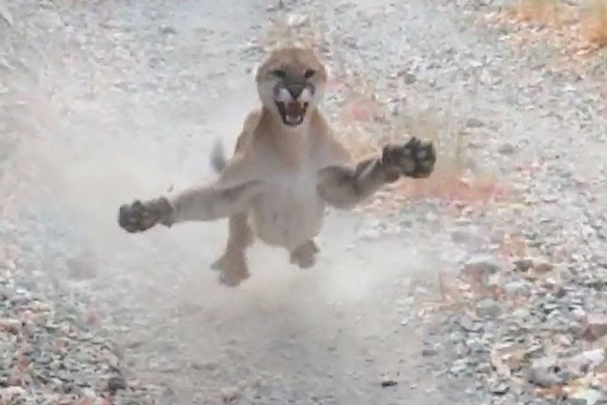 Hiker shares viral video of a territorial cougar mom following him for 6 unforgettable minutes