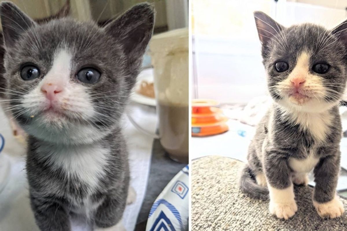 Kitten Half the Size He Should Be, is Determined to Live Full Life After Being Found without Mom