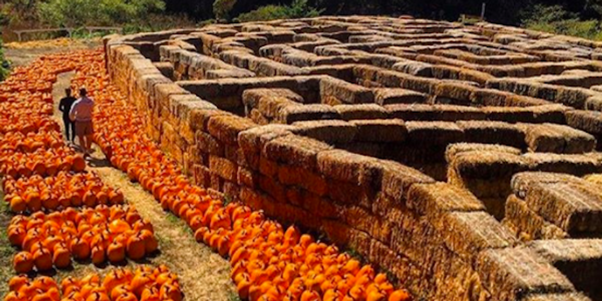 11 Bay Area Pumpkin Patches to Ward off the Covid Scaries 7x7 Bay Area