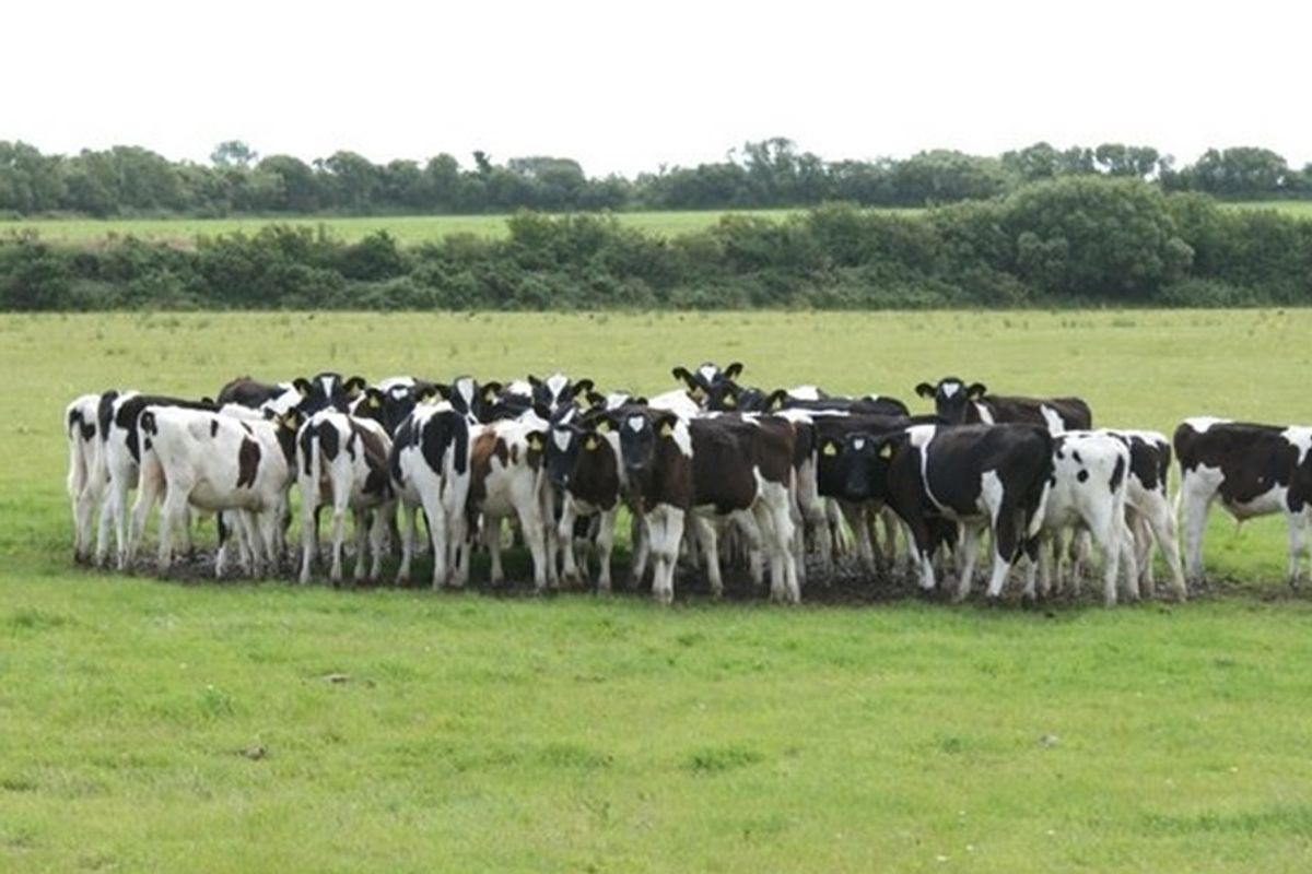 White House Gung-Ho On Herd Mentality For COVID-19