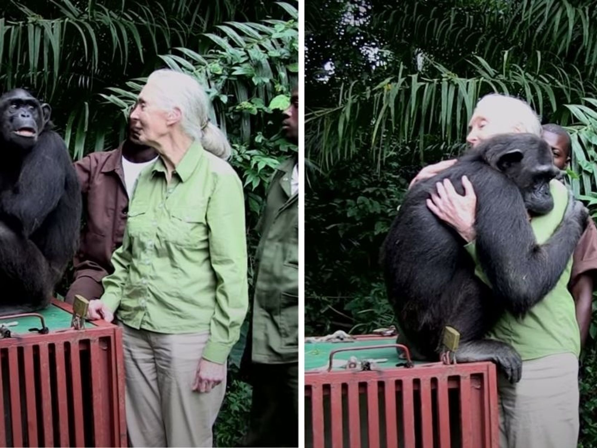 A rescued chimp unexpectedly embraced Jane Goodall upon her release, and  oof, cue the tears
