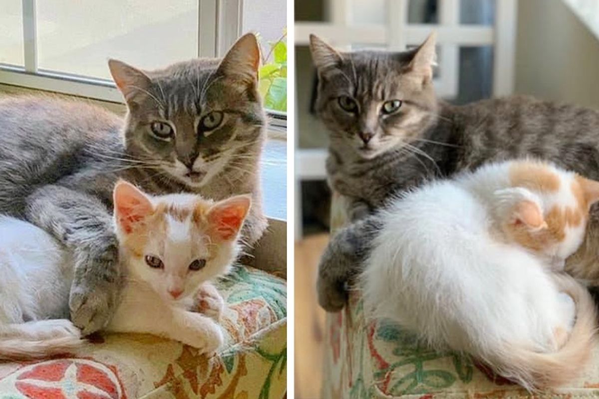 Shy Cat Finds Courage with Help from Kitten, and Hopes for Dream Home After Months of Waiting