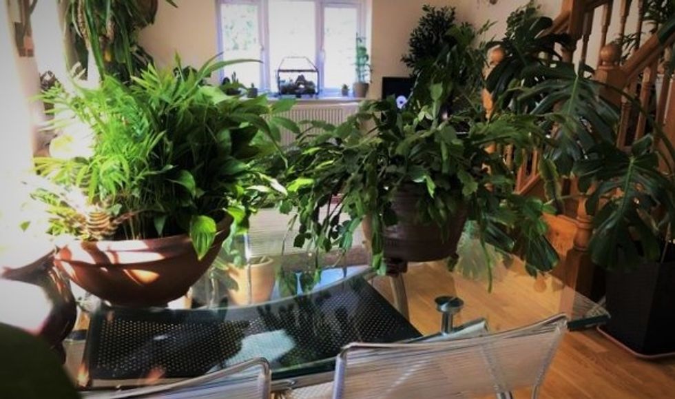 houseplants