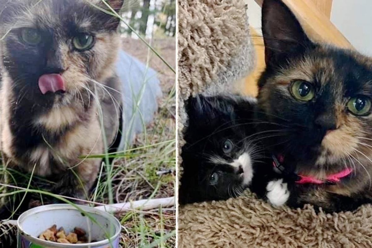 Stray Cat Walked Up to Family from Drain Pipe So Her Kittens Could Have Chance to Thrive