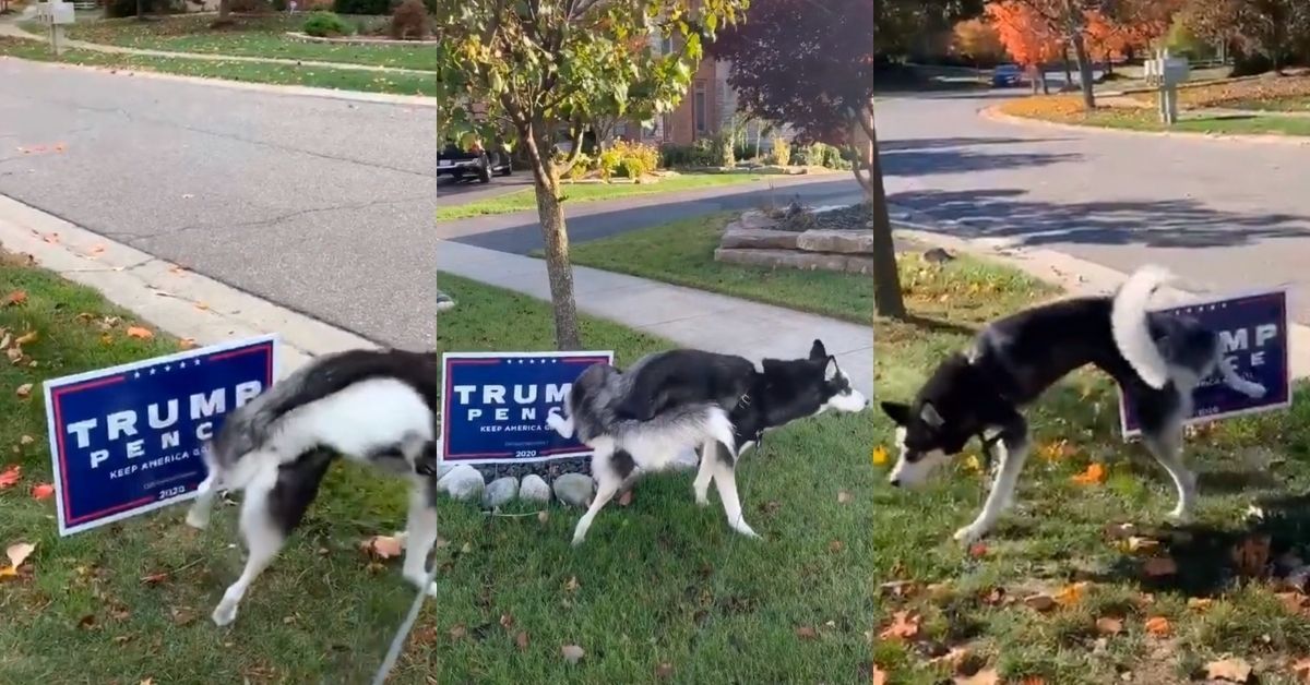 Dog Who's On A Mission To Pee All Over Neighbors' Trump Signs Becomes An Internet Hero