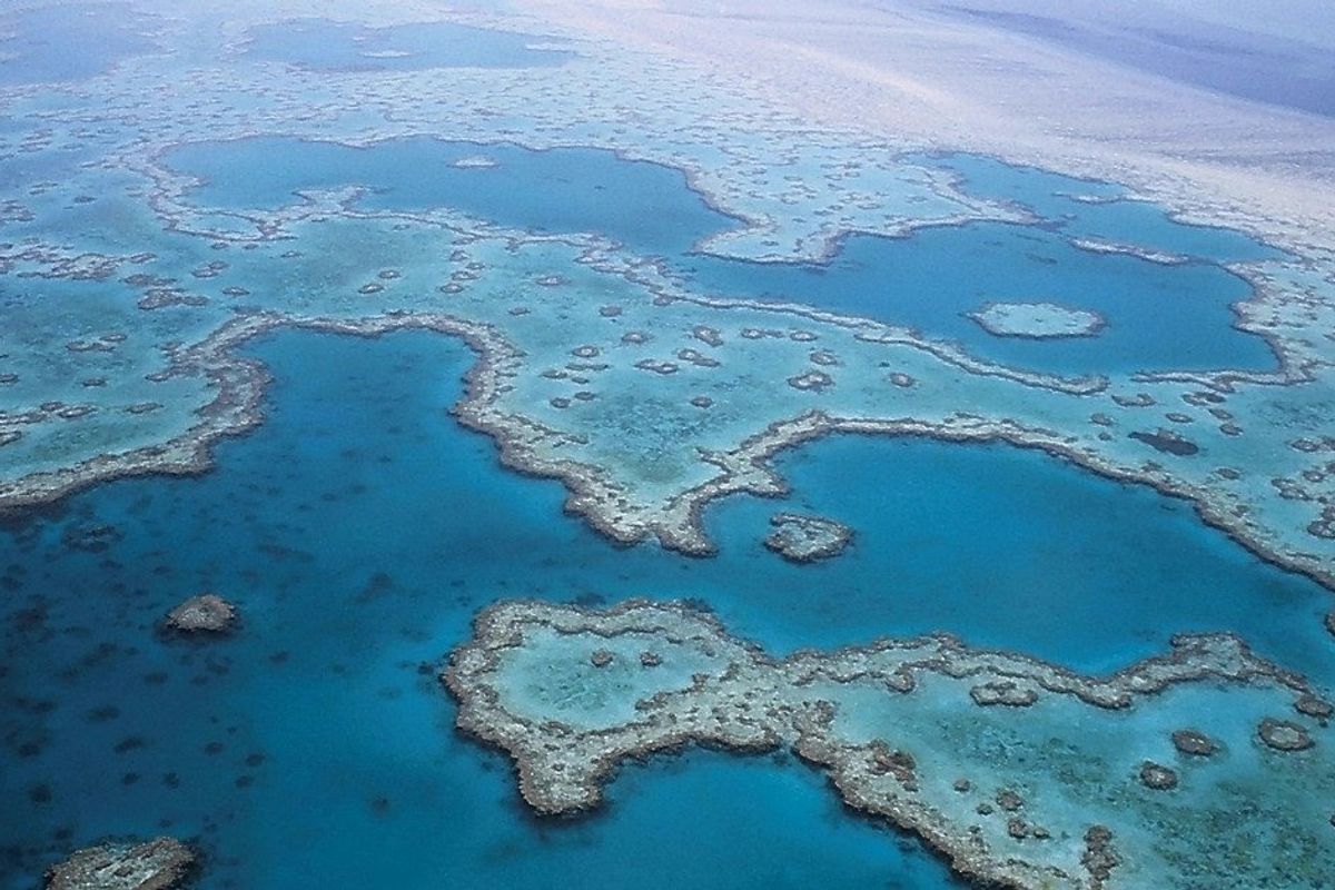 A thriving piece of coral the size of the Empire State Building was discovered in Australia