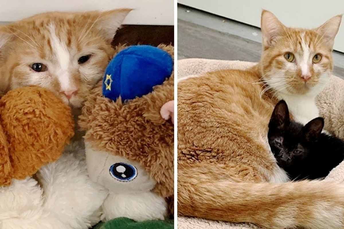 Shy Cat Hides Behind Snuggle Toys Until He Meets Kitten Who Needs a Friend