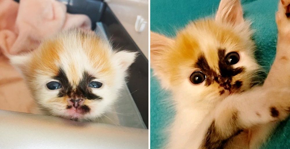 Kitten with Unique Markings Insists on Being Center of Attention After