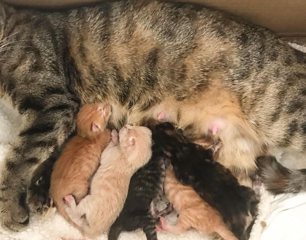 Street Cat Walks Right into Carrier So She and Her Kittens Can Start ...