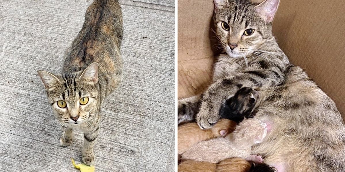 Street Cat Walks Right into Carrier So She and Her Kittens Can Start