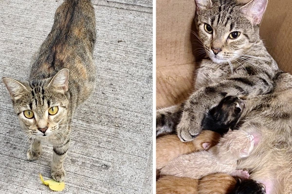 Street Cat Walks Right into Carrier So She and Her Kittens Can Start New Life