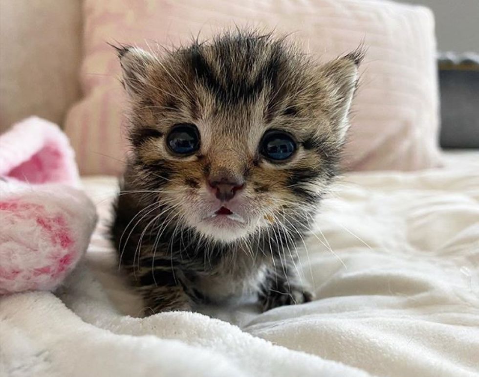 Tiny Kitten with Large Eyes Came to Foster Home with His Brother, They ...